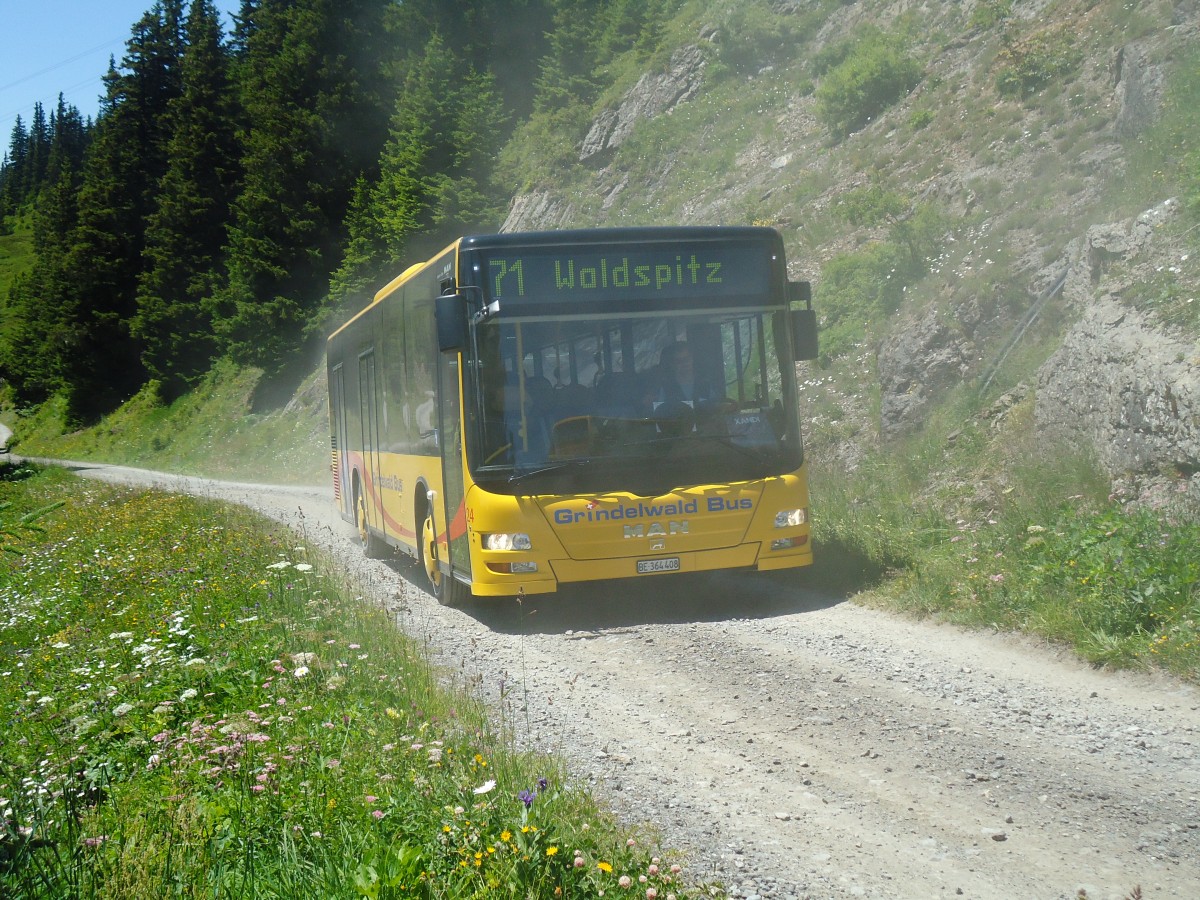 (134'703) - AVG Grindelwald - Nr. 24/BE 364'408 - MAN/G�ppel am 3. Juli 2011 in Grindelwald, Waldspitz