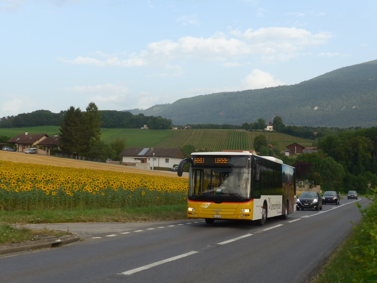 (173'222) - Bossi&Hemmi, Tiefencastel - GR 102'381 - MAN am 21. Juli 2016 in Valeyres-sous-Rances, Crois�e du Chalet (Einsatz PostAuto)
