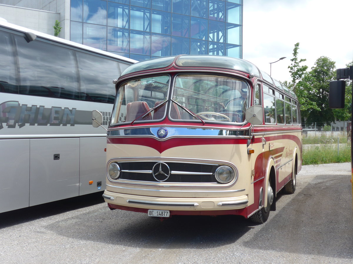 (206'426) - H�ubi, Niederbipp - BE 14'877 - Mercedes/Vetter am 16. Juni 2019 in Thun, Kleine Allmend