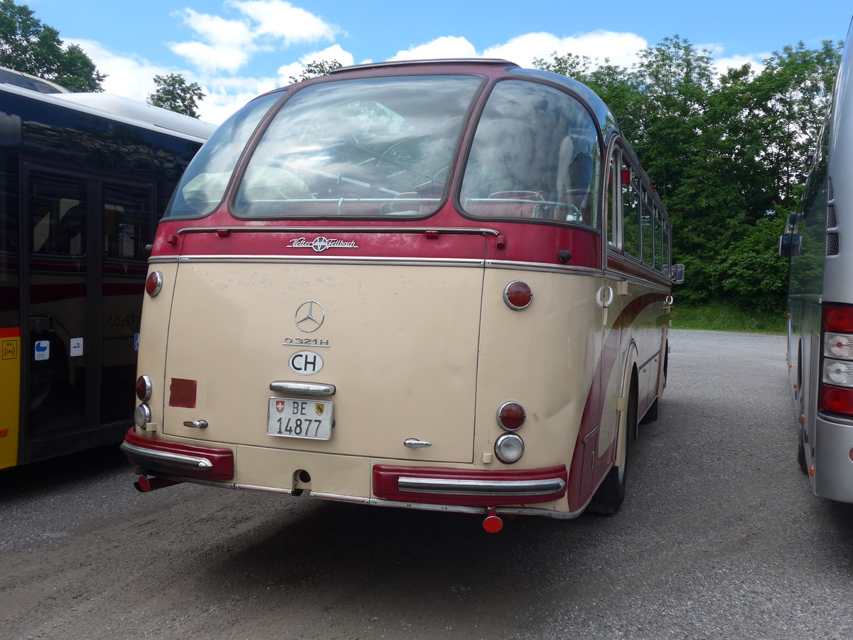 (206'442) - H�ubi, Niederbipp - BE 14'877 - Mercedes/Vetter am 16. Juni 2019 in Thun, Kleine Allmend