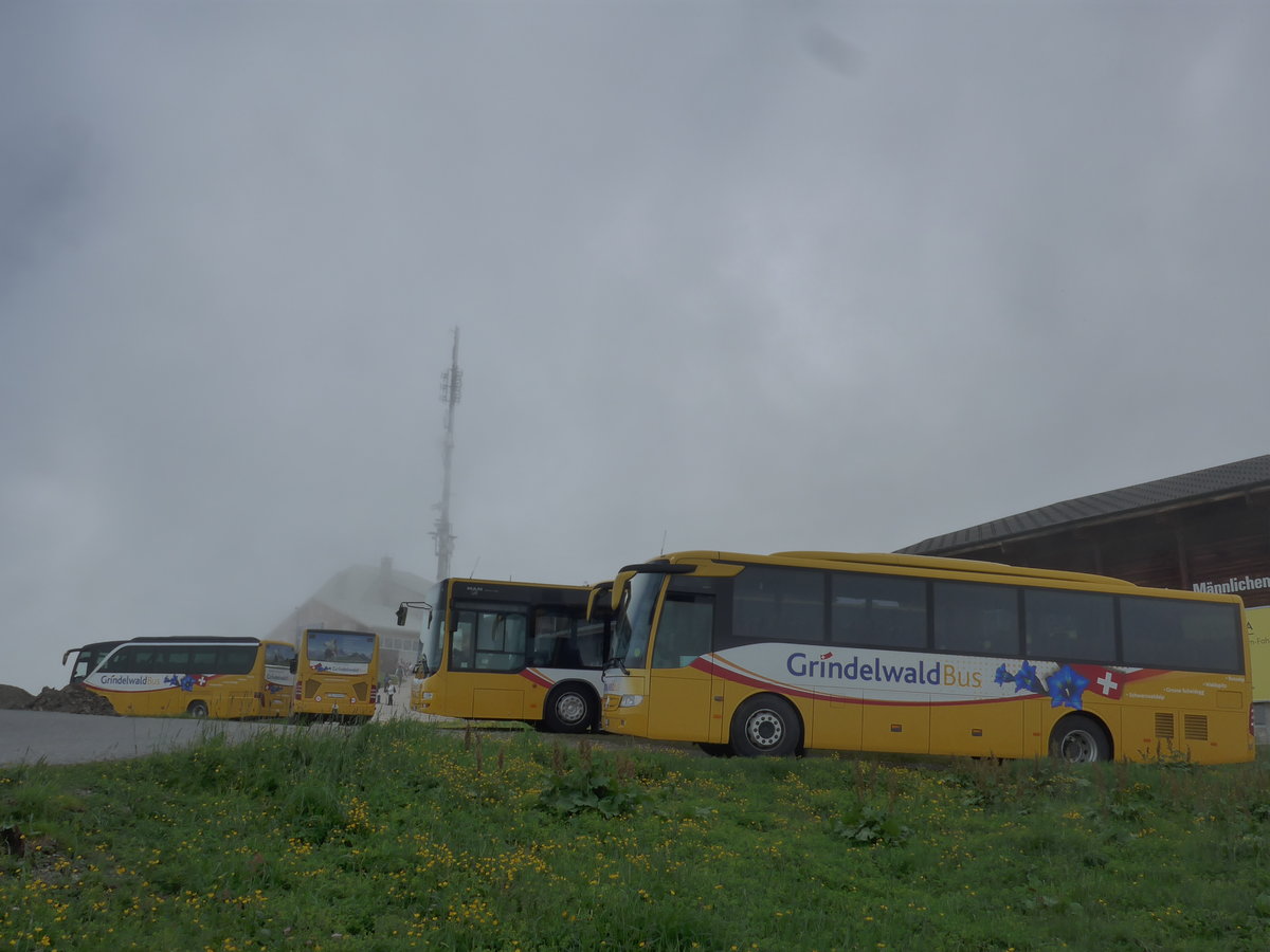 (207'705) - AVG Grindelwald - Nr. 26/BE 268'737 - Setra + Nr. 25/BE 73'249 - Mercedes + Nr. 19/BE 363'305 - MAN/G�ppel + Nr. 30/BE 171'240 - Mercedes am 9. Juli 2019 auf dem M�nnlichen