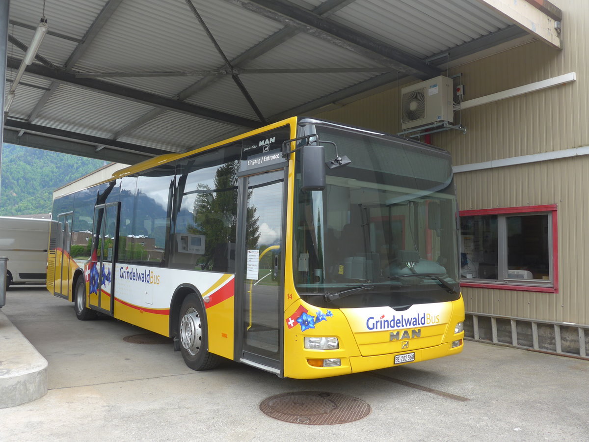 (216'775) - Grindelwaldbus, Grindelwald - Nr. 14/BE 202'568 - MAN/G�ppel am 3. Mai 2020 in Interlaken, Postgarage