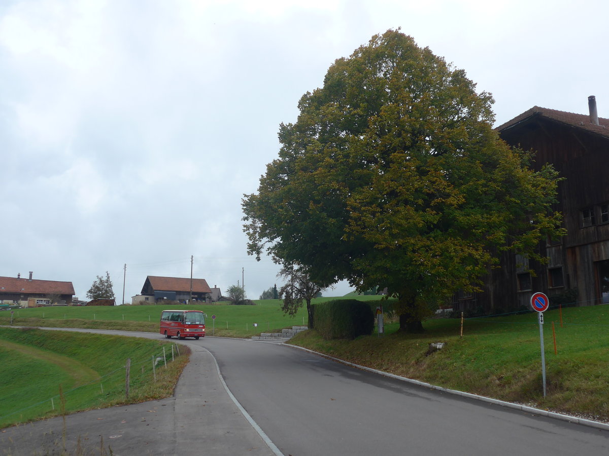 (221'850) - Biegger, Uster - Nr. 31/GL 1946 - Setra (ex AFA Adelboden Nr. 31; ex AFA Adelboden Nr. 10; ex Fr�hlich, Z�rich) am 12. Oktober 2020 in Gh�ch, Gh�chstrasse