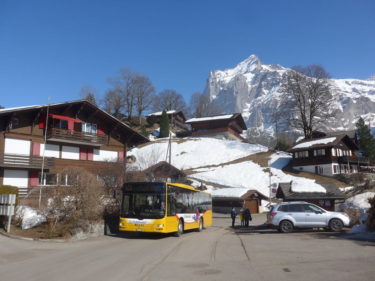 (223'873) - Grindelwaldbus, Grindelwald - Nr. 13/BE 407'170 - MAN/G�ppel am 28. Februar 2021 in Grindelwald, Terrassenweg