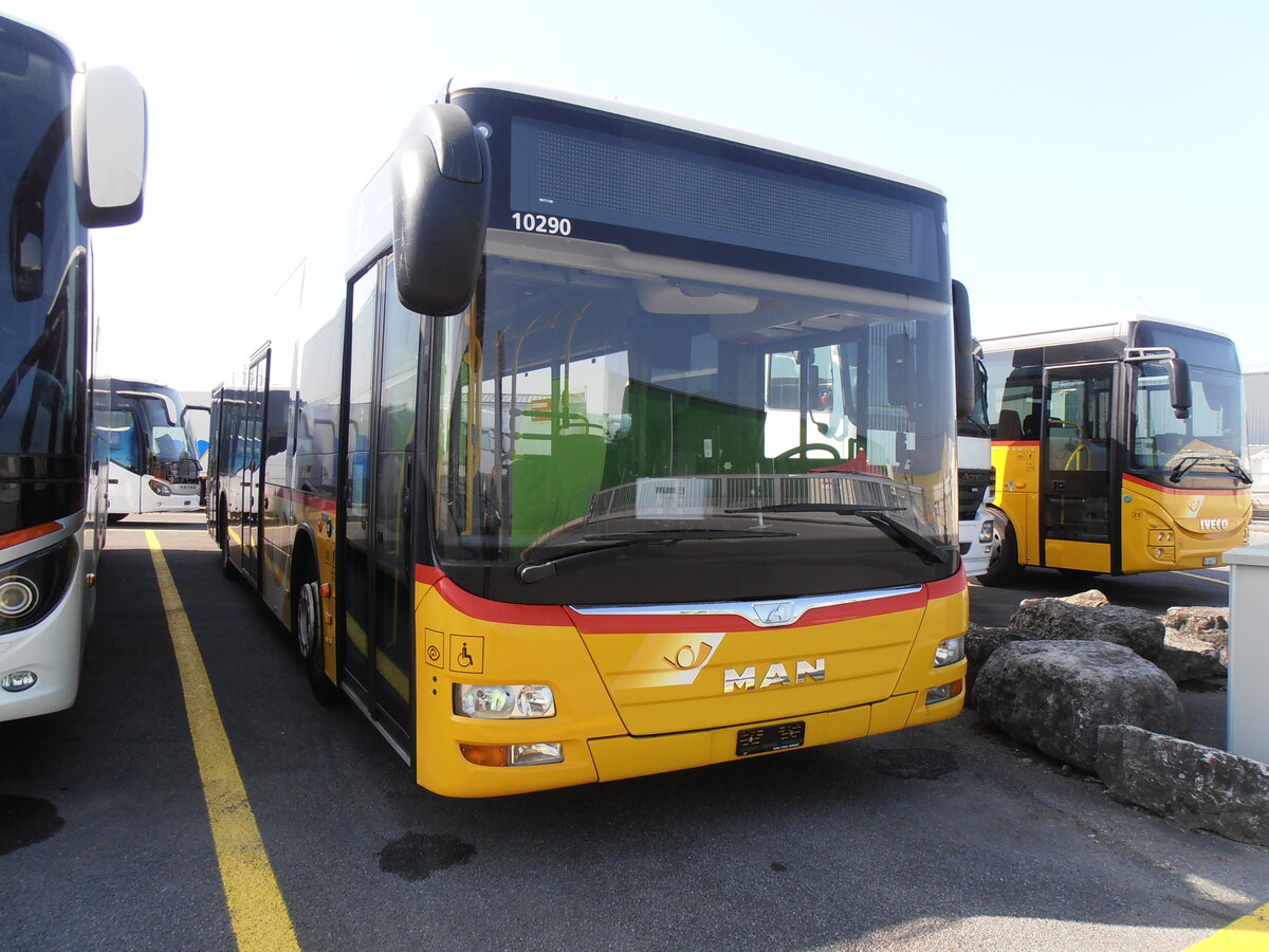 (233'984) - PostAuto Zentralschweiz - PID 10'290 - MAN (ex Mattli, Wassen) am 20. M�rz 2022 in Kerzers, Interbus