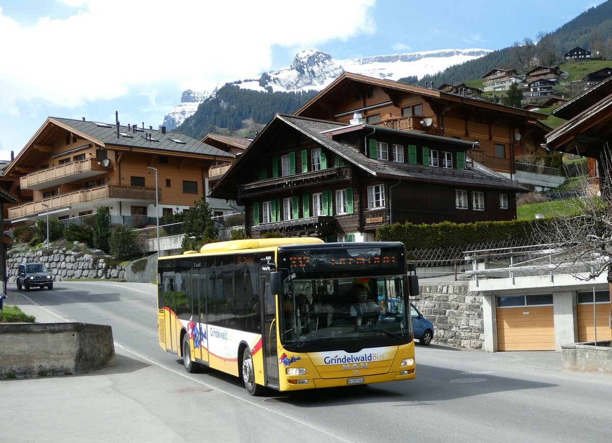 (248'823) - Grindelwaldbus, Grindelwald - Nr. 14/BE 202'568 - MAN/G�ppel am 18. April 2023 in Grindelwald, S�ge Grund