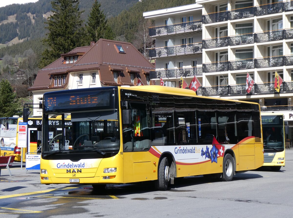(260'502) - GrindelwaldBus, Grindelwald - Nr. 16/BE 28'821 - MAN am 19. M�rz 2024 beim Bahnhof Grindelwald