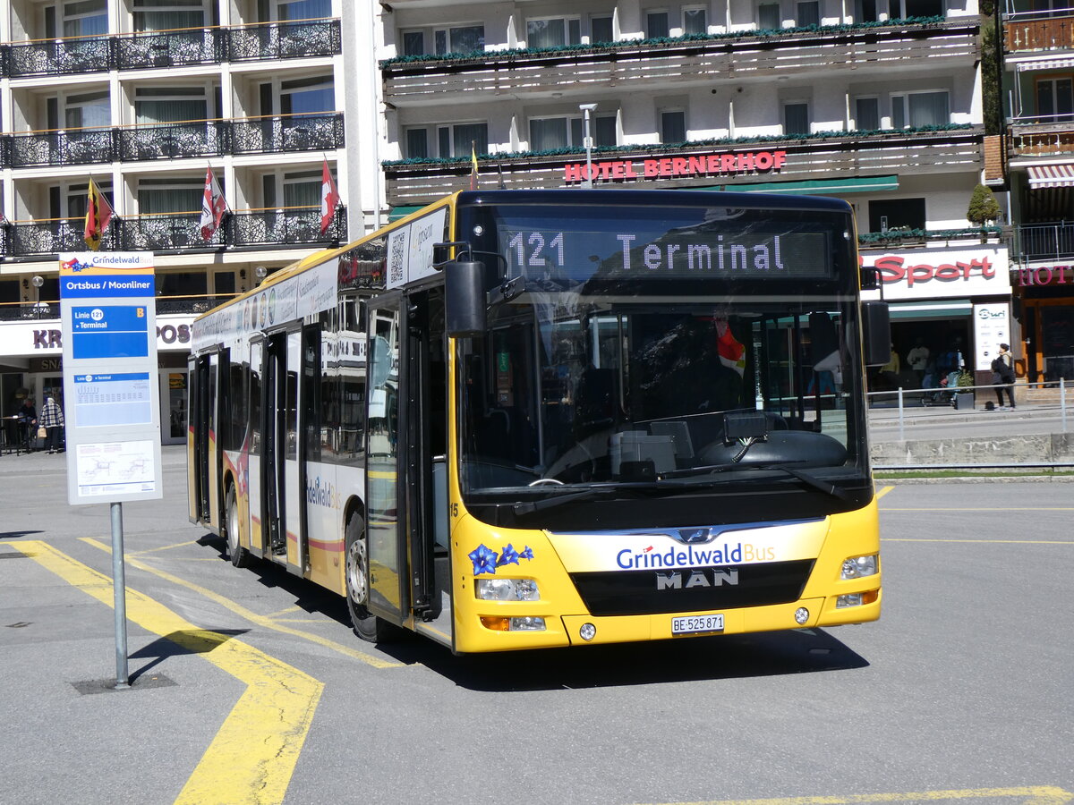 (260'558) - GrindelwaldBus, Grindelwald - Nr. 15/BE 525'871 - MAN am 19. M�rz 2024 beim Bahnhof Grindelwald