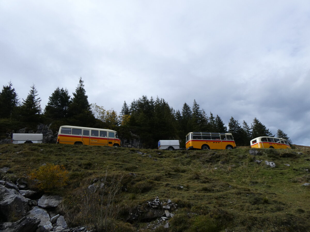 (268'118) - Aus Deutschland: Hahn, M�nchen - Nr. 6/M-MB 309H - Mercedes (ex M�ller, CH-Ennetmoos Nr. 6; ex Portenier, CH-Adelboden Nr. 6/PID 492; ex Geiger, CH-Adelboden Nr. 6) + Schmid, Th�rishaus - Nr. 9/BE 26'105 (ex Geiger, Adelboden Nr. 9) + Nr. 3/BE 26'760 - Saurer/Gangloff (ex Geiger, Adelboden Nr. 3) am 12. Oktober 2024 bei der Bundalp