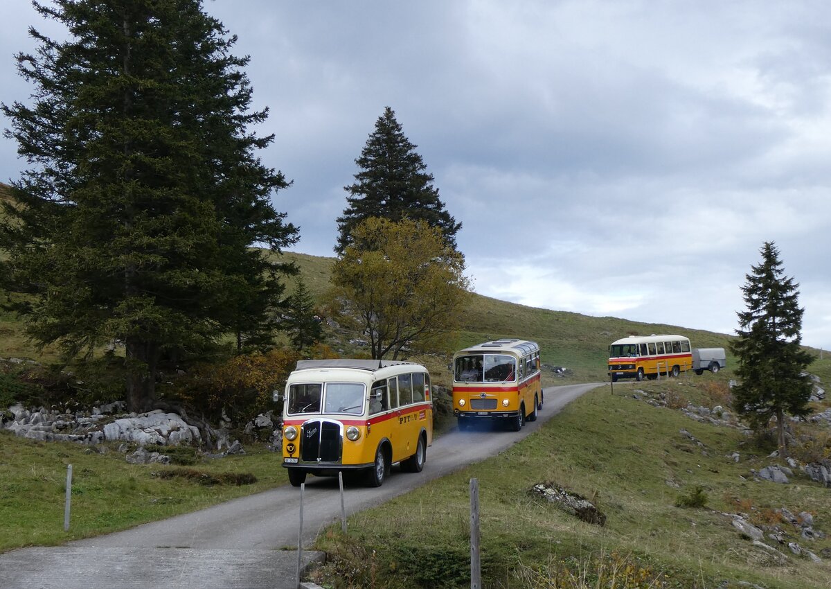 (268'120) - Schmid, Th�rishaus - Nr. 3/BE 26'760 - Saurer/Gangloff (ex Geiger, Adelboden Nr. 3) + Nr. 9/BE 26'105 - Saurer/R&J (ex Geiger, Adelboden Nr. 9) + aus Deutschland: Hahn, M�nchen - Nr. 6/M-MB 309H - Mercedes (ex M�ller, CH-Ennetmoos Nr. 6; ex Portenier, CH-Adelboden Nr. 6/PID 492; ex Geiger, CH-Adelboden Nr. 6) am 12. Oktober 2024 bei der Bundalp